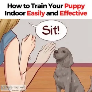 A Guidance Guide to Help Successfully Train your Dog