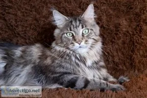 Maine Coon Cats and Kittens for sale