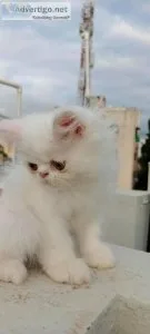 Cats and Kittens for sale