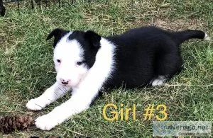 Border Collie Puppies