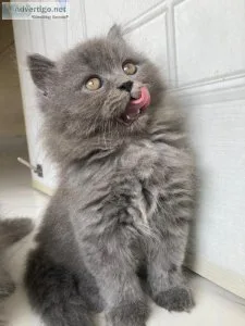 British Longhair Cats and Kittens for sale
