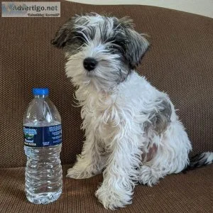 MaleFemale Miniature Schnauzer Puppies