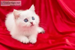 Persian Cats and Kittens for sale