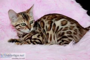 Bengal Cats and Kittens for sale