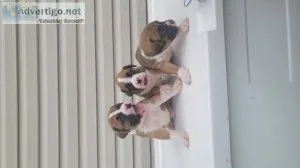 Boxer Puppies
