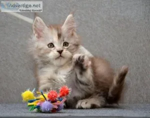 pedigreed Maine Coon from European lines