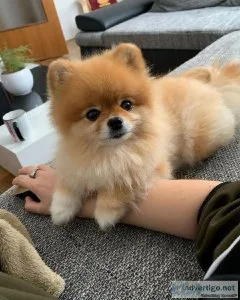 Pomeranian Puppies Just Two Puppies