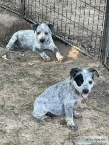 Blue Heelers