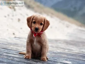 Learn How To Stop Your Dogs Behavior Problems FAST