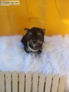 Teacup yorkie puppies CHICAGO