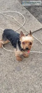 Male Yorkie