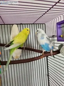 Two parakeets free to good home