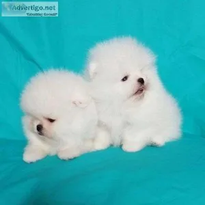 Teacup Pomerania Puppies Available