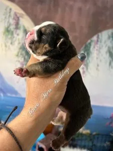 English Bulldog M Dark Sable w Tan points