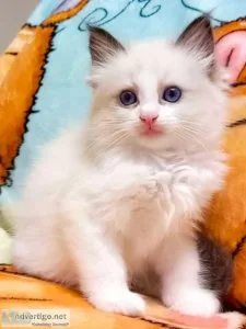 Ragdoll Cats and Kittens for sale