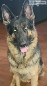 Beautiful Male German Shepard