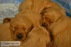 AKC Golden Retriever Puppies