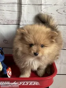 Beautiful Energetic Fluffy AKC Pomeranian Puppies