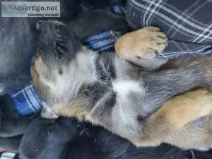 Husky Puppies