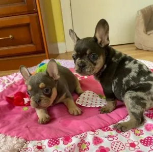 loving Frenchie puppy