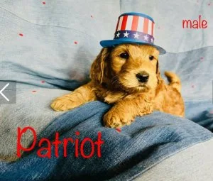 Goldendoodle Puppies F1B