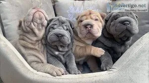 chinese shar pei puppies available