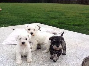 Excellent Schnauzer Puppies