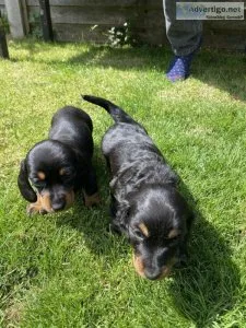 Dachshund Puppies