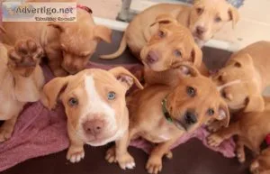 Free pitbull puppies call only 401-474-0879
