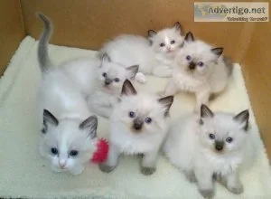 male and female Ragdol kittens