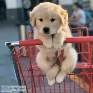 Golden Retriever Puppy