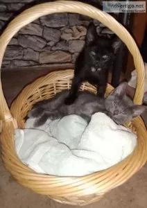 4 eight week old kittens