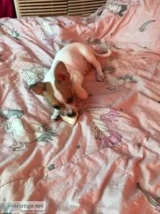 Very sweet teacup chihuahua boy