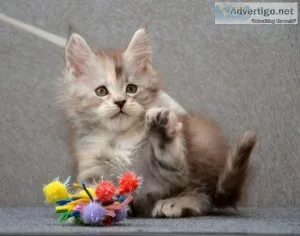 Purebred Maine Coon Kittens for sale
