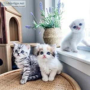 cute Scottish fold Kittens