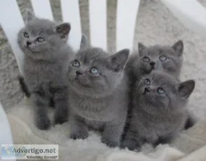 Preciouse British short hair kittens