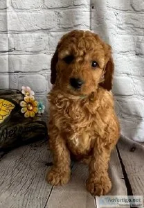 Archie mini goldendoodle