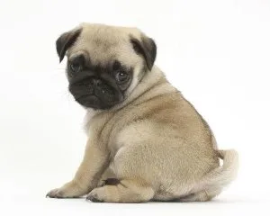 Buy Adorable Pug Puppies