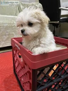 Exquisite F1 Maltipoo Maltese Toy Poodle Mix Puppies Available