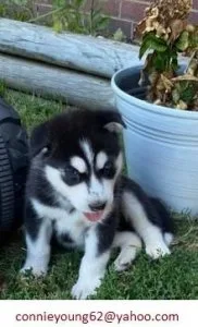 M&gtf&gt&gt&gthu sky puppies
