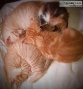 Kittens