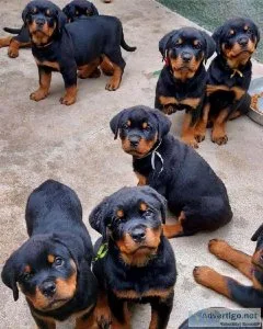 Excellent  Male And Female Rottweiler puppies