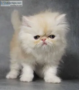 White Persian Kitten