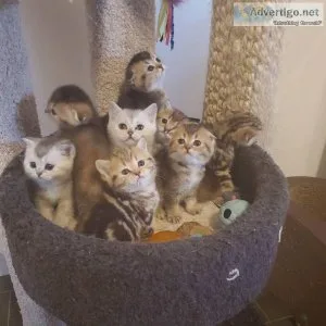 lovely Scotish Folds Kittens