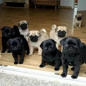 Stunning Pug puppies