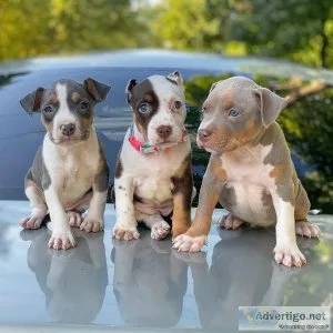 AMERICAN PITBULL TERRIER PUPPIES AVAILABLE
