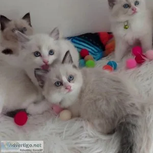 LOVELY RAGDOLL KITTENS