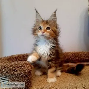 Male and female  Maine Coon kitten for sale