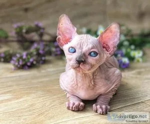 Sphynx female kitten