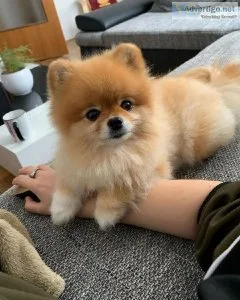 MALE AND FEMALE POMERANIAN PUPPIES